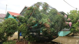 Cara Membungkus Buah Kelengkeng Yang Mudah & Simple Biar Terhindar Dari Kalong