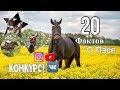20 фактов о моей лошади! 🐴 Конкурс! 🐴