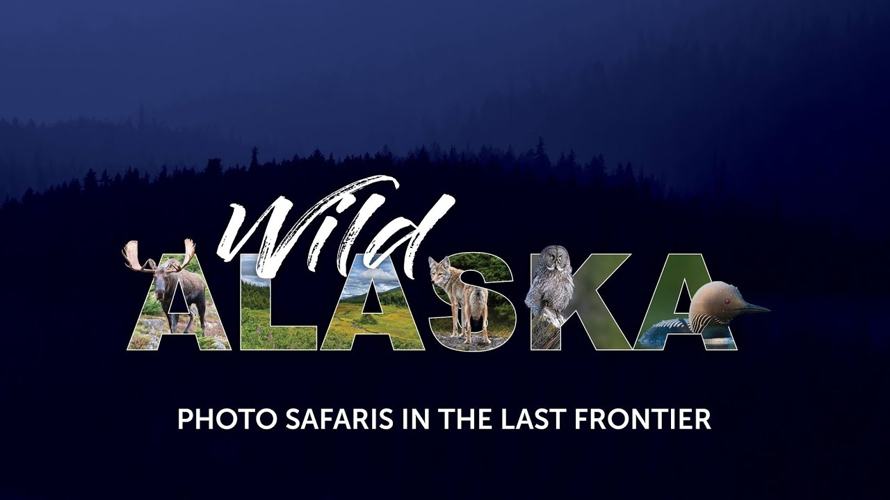 Wild Alaska: Lunchtime Safari - Northern Goshawk