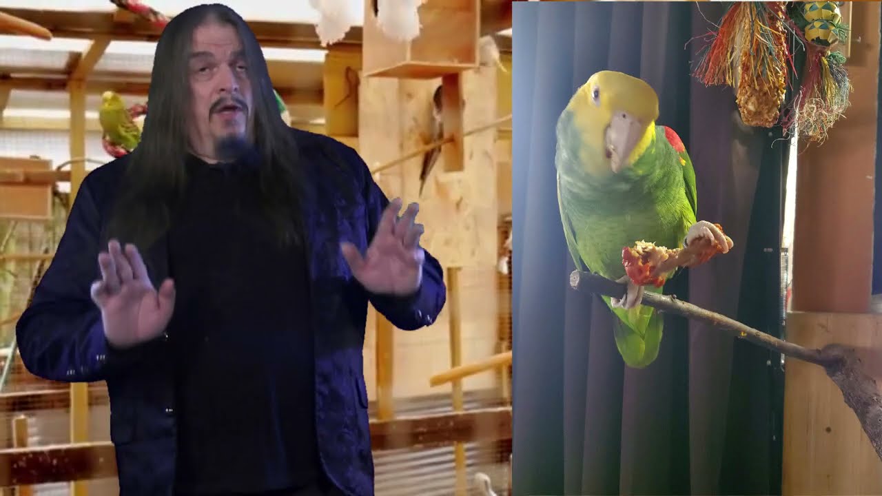 Of Parrots and Chickens