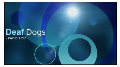 Training a Deaf Dog with Vibration Collar