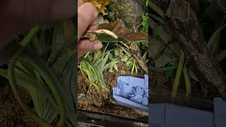 hello buddy its forever home time #reptiles #pets