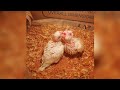 Beautiful Eno Red Eyes Cockatiels Chicks #Shorts #YouTubeShort 1 January 2021