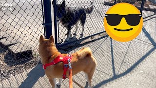 Shiba Inu Becomes Friendly With a German Shepherd by Super Shiba 1,722 views 6 months ago 2 minutes, 39 seconds