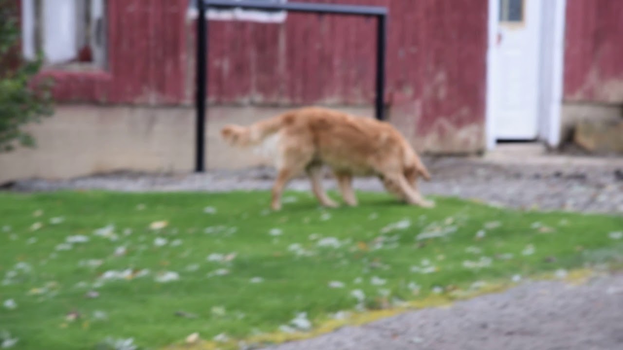 PuppyFinder.com : AKC Registered Golden Retriever Apple Creek Ohio Male Rover