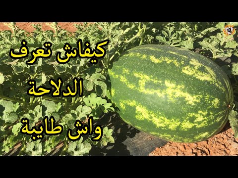 كيفاش تعرف البطيخ الاحمر الدلاحة واش طايبة