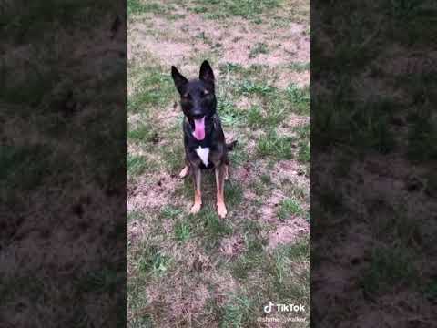 Video: CIA apmācīts suns nolemj, ka bumbas ir smagi noskaņotas