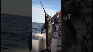 Swordfish is no joke😳
