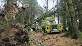 Abandoned American school bus, military vehicles in the forest(spooky) #fyp #viral #abandoned #urbex