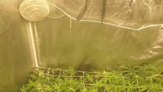 Cannabis Scrog Net and brief PK boost talk.
