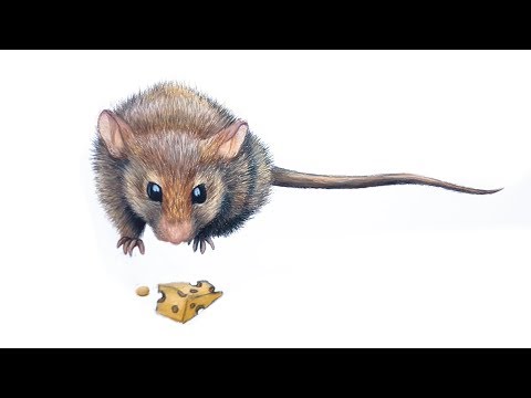 HOW TO DRAW A CUTE MOUSE