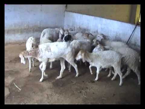 Krishivarthe 15 6 17 chandanagar hyderabad