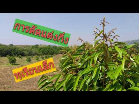 Durian 5