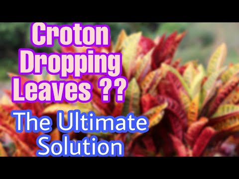 Video: Crotonové Listy Opadávají: Co Dělat, Když Krotonové Listy V Zimě Shodí? Z Jakých Důvodů Mohou Sušit? Péče O Krotony Doma
