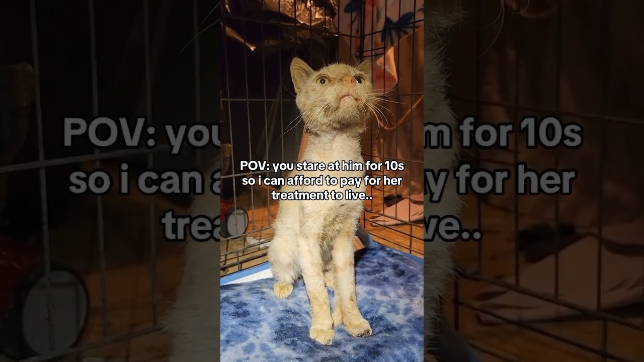 He’s in quarantine for scabies and a URI. Vet says he needs out ASAP, and we’re desperate for help.