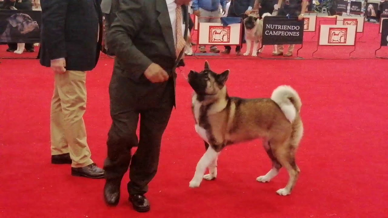 Exposición Canina Akita Americano  Expo Can 2019