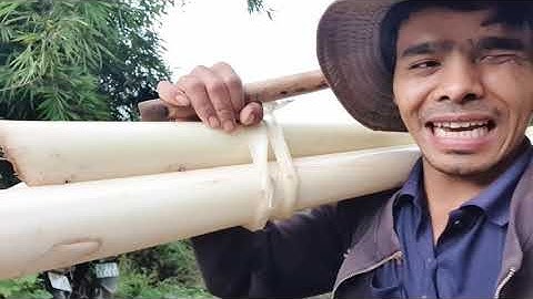 Hành trình đi chặt cây chuối làm món ăn đặc sản Tây Nguyên
