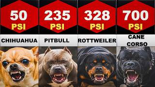 Most Powerful Dog Bite Force | The Dog Breed with a Stronger Bite Than a Lion?