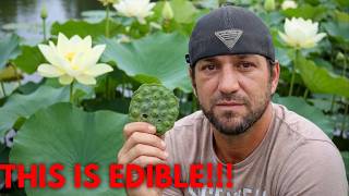 Wild swamp edible/ medical updates