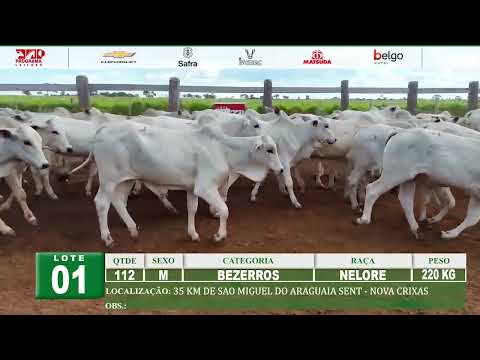 Lote 01