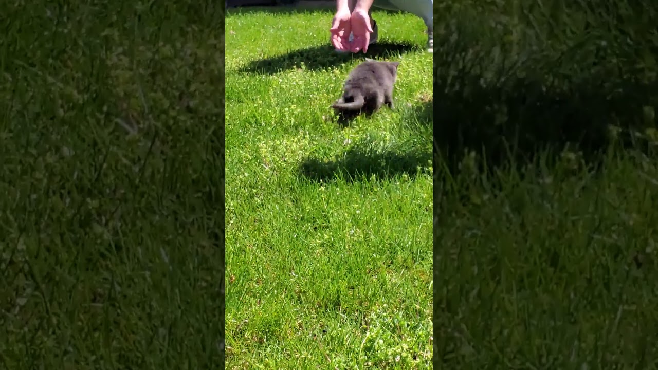 Kitten With Congenital Birth Defect Needs Help