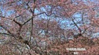 Washington Drive-by Cherry Blossom Report