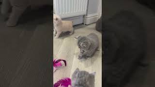 GreyChubster vs. the toy mouse battle 🐭⚔️#GreyChubster #LuxuryCat #CuteCatVideo