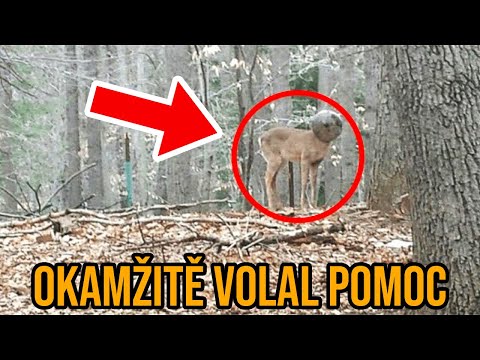 Video: Jaký sendvič snědl Johnny mezi outsidery?