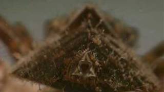 Dragonfly locomotion
