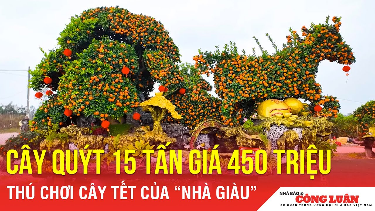 Дерево кумкват, подаренное на Тет (вьетнамский Новый год), стоимостью 450 миллионов донгов.