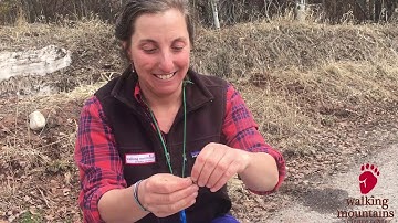 Kindergarten Virtual Field Trip: Seeds on the Move