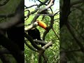 Why Costa Rica Is the World's Greatest Bird Watching Destination #Shorts