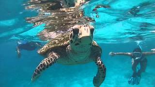 Snorkeling coco felicite