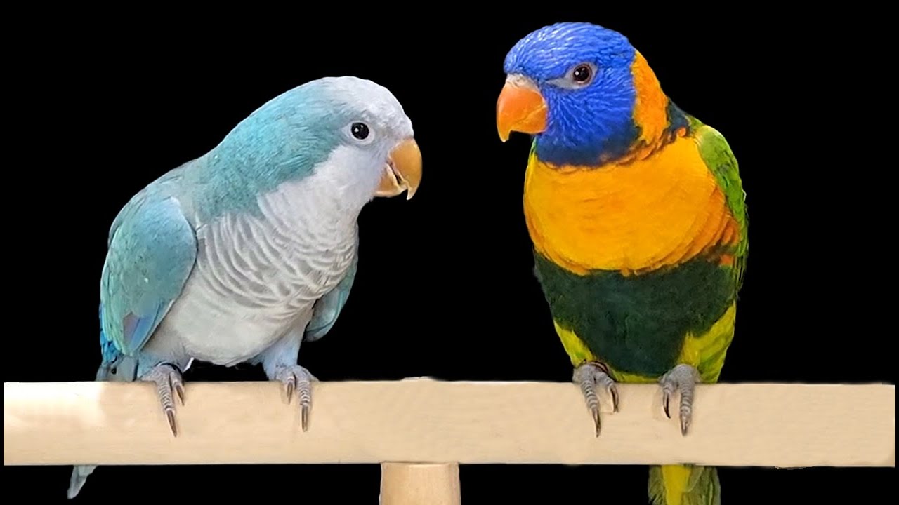 مقارنة و كل ما تريد معرفته عن ببغاء اللوري رينبو و ببغاء الراهب الكويكر من مميزات و عيوب