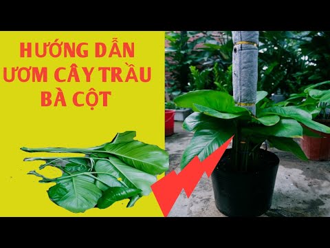 Video Trầu bà cột ươm thế nào?? - youtube