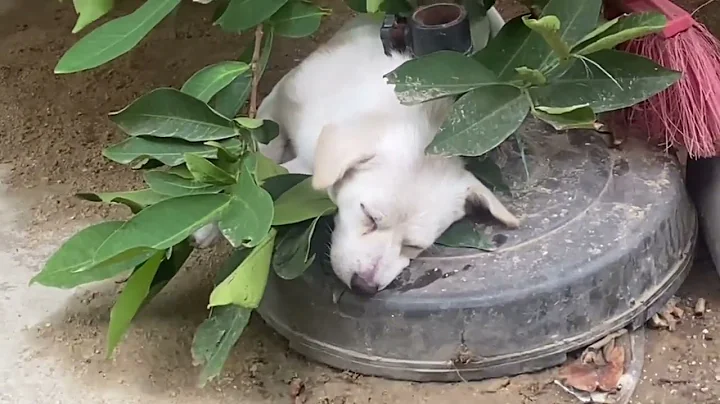 It's a very cute house dog