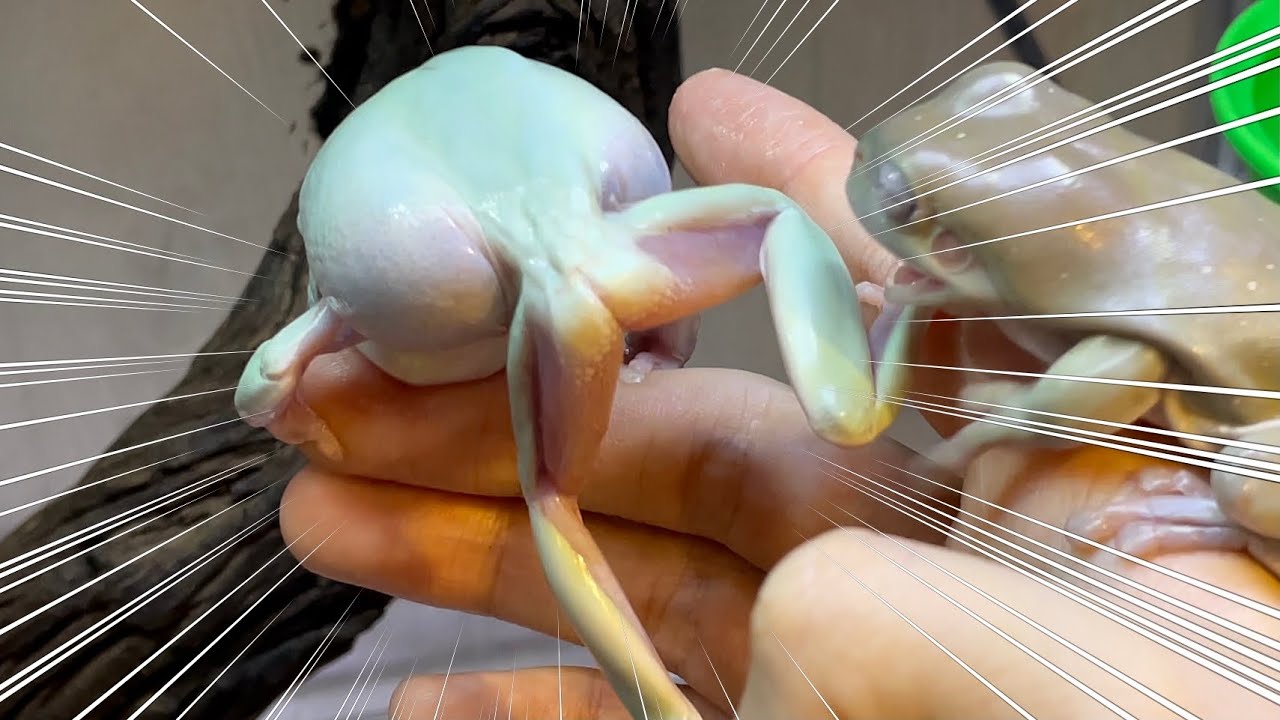 飼い主の指を食べようとするカエルが 見たことない体勢になり かわいい執念を見せる姿に 止まらぬ愛ですね の声 ねとらぼ