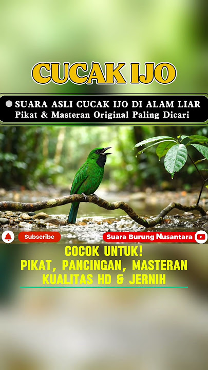 SUARA PIKAT CUCAK IJO GACOR AMPUH Pancingan & Masteran di Alam Liar