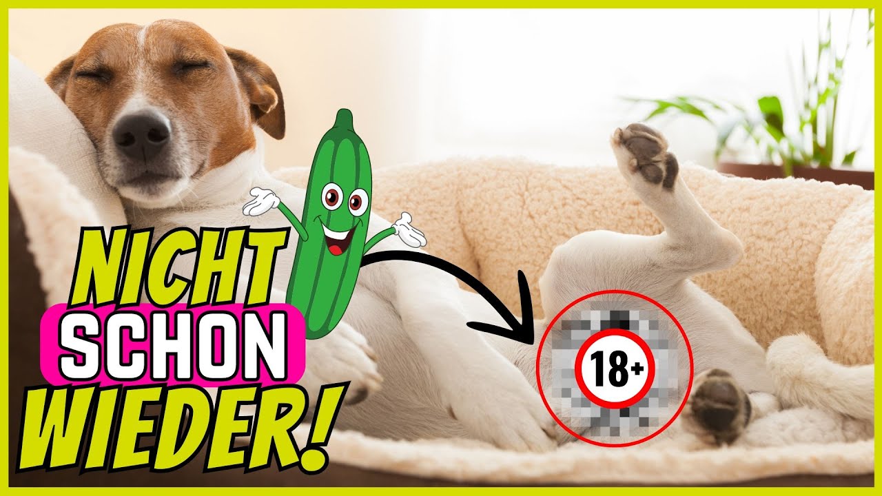 Wieso kriegen Hunde-Rüden so oft eine Erektion? 🥒