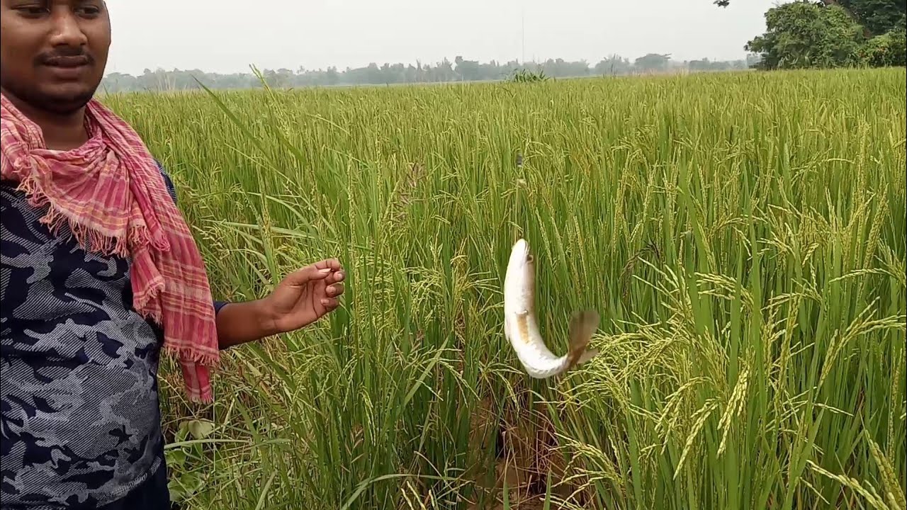 Traditional Odia Hook fishingOdisha fisher man catch SnackfishNae