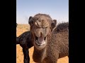 Funny Baby Camel Sounds Shorts Funny