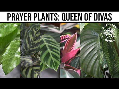Видео: Молитвенное растение «Кроличья лапка» - как вырастить молитвенное растение «Керховиана»