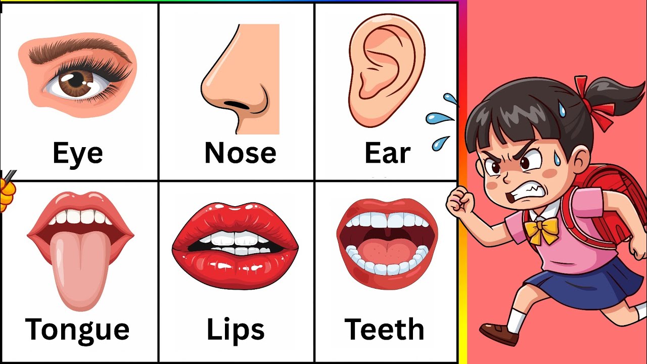 Body parts names song | learn parts of body | learning body parts for toddlers song | english rhymes