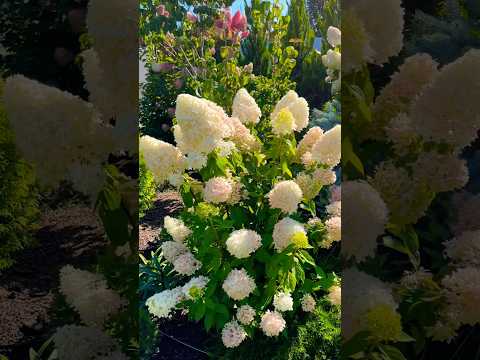Гортензия Скайфолл (Skyfall) #gardenplants #сорт #сад #garden #гортензии #skyfall #shorts