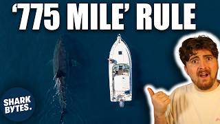 Why Sharks Get Bigger The Farther You Go From Shore