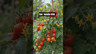 Tomato Trick with Amazing Results! #shorts
