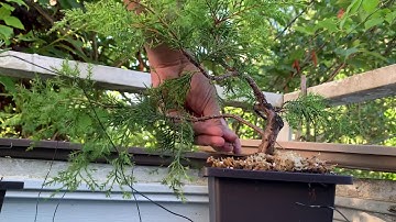 Juvenile foliage on my “Old Gold” Chinese Juniper bonsai