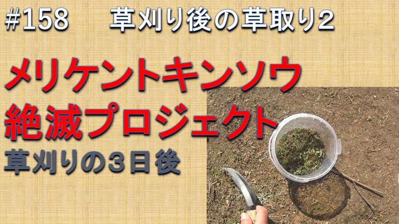 #158 草刈りの後の草取り２　草刈りをした３日後にしました。まだ、メリケントキンソウはありました。