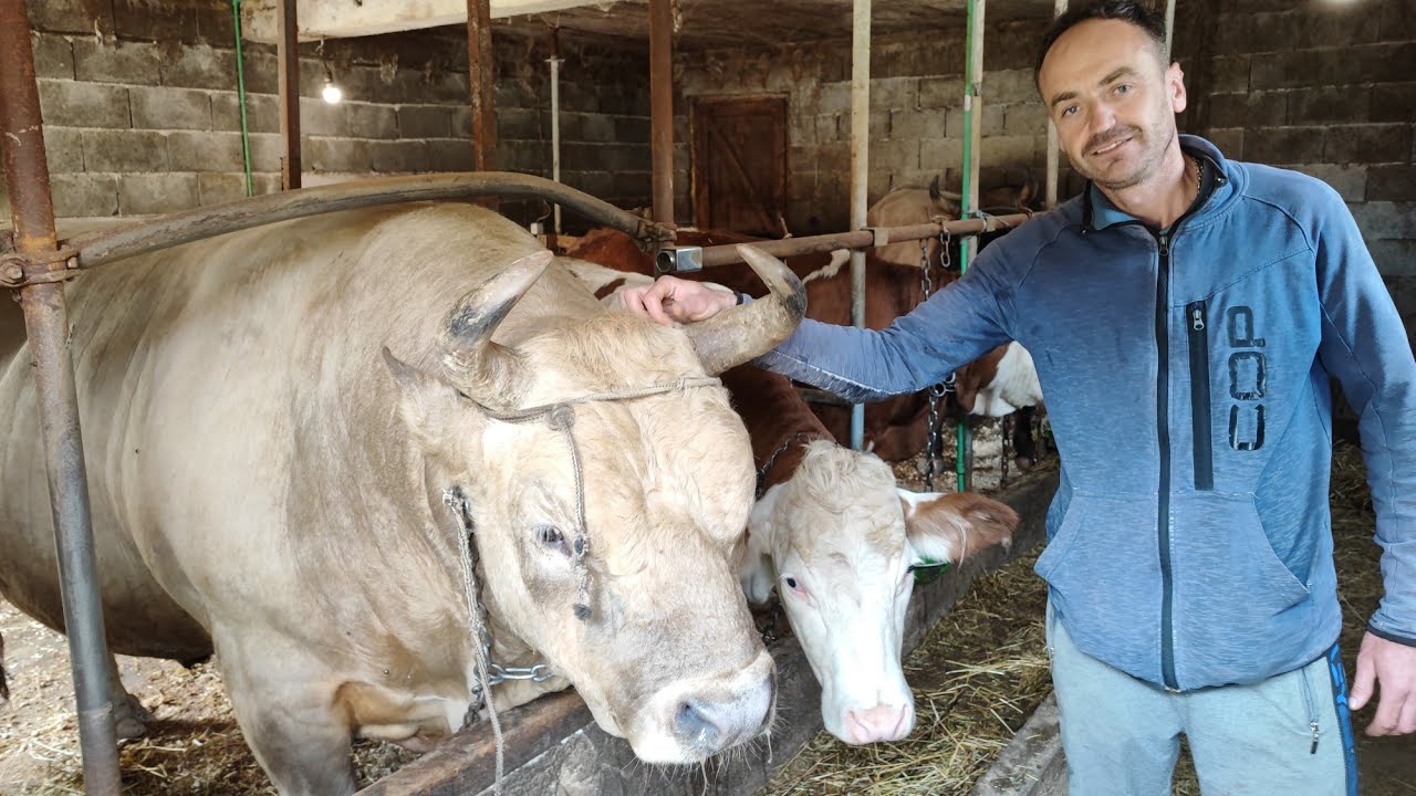 #ŽIVAISTINA#bik teži #1015 kg.Napustio siguran posao,odbio pozive za inostranstvo.#visoko