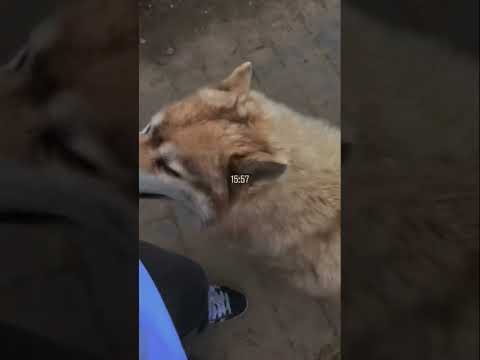 POV : when you see Siberian Huskys 🥰💕#animals #husky